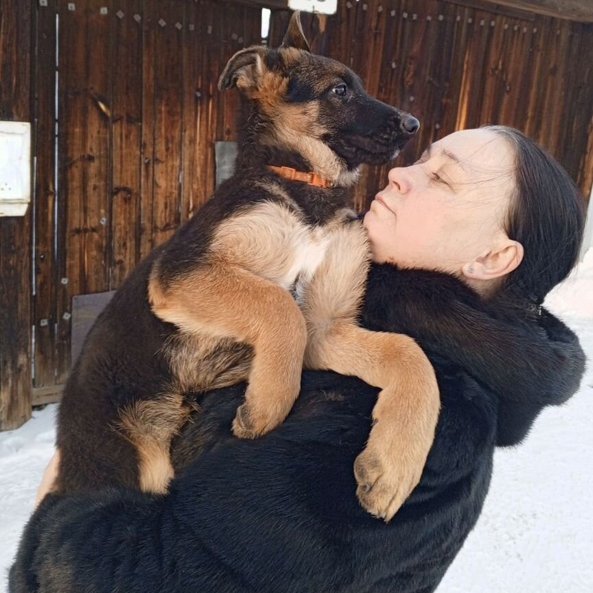 Щенки немецкой овчарки