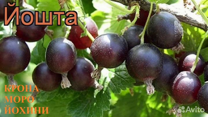 Ирга сорта Звёздная ночь,Смоуки,Мендан,Слейт.Йошта