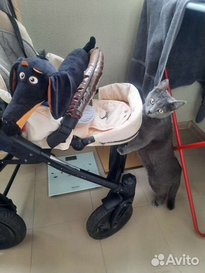 Коляска Zippy