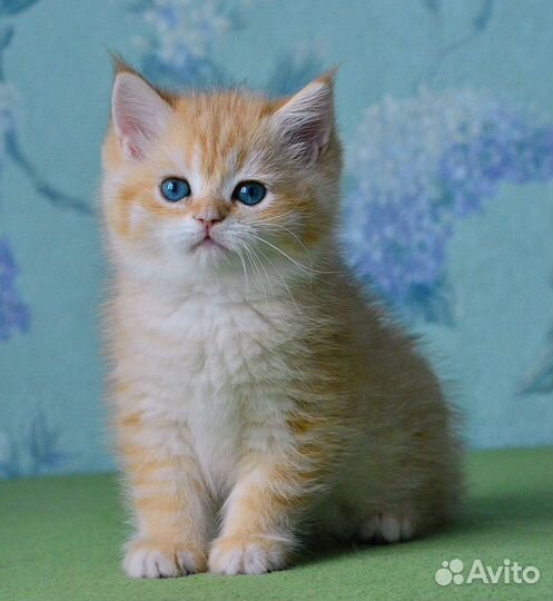 Британские золотые шиншиллы