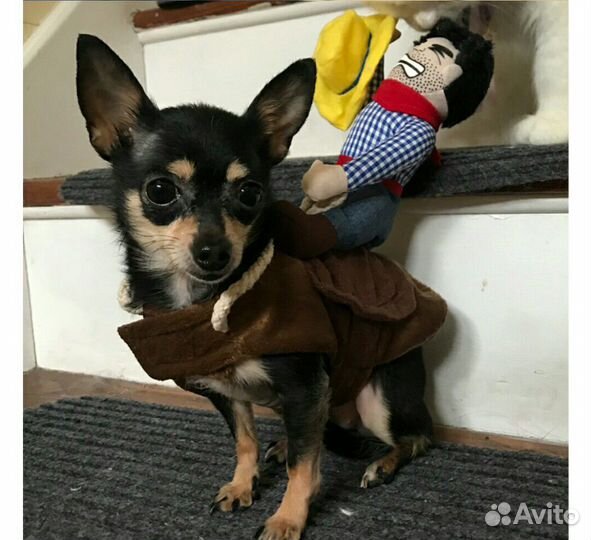 Для животных костюмчик наездник ковбой