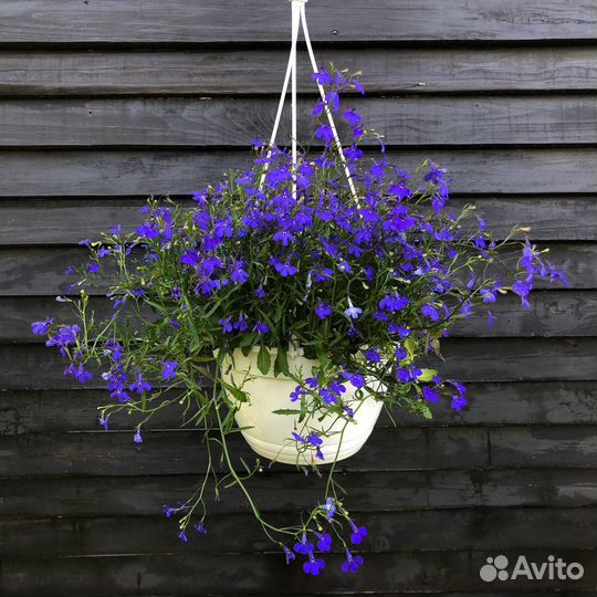 Лобелия в кашпо