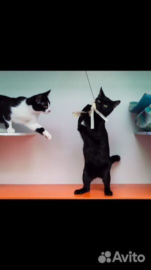 Котёнок в дар в добрые руки