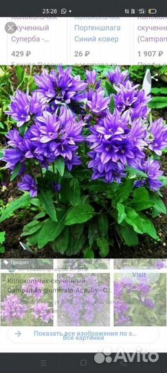 Колокольчик скученный