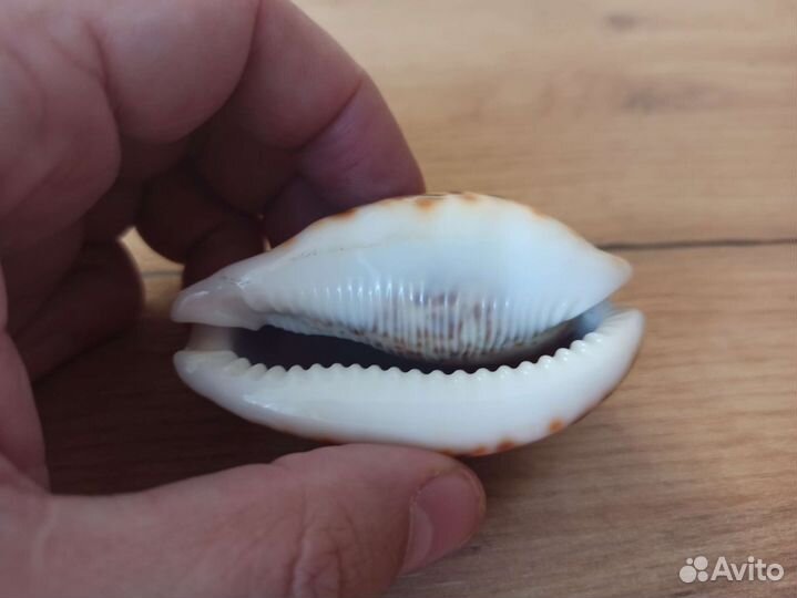 Морская раковина