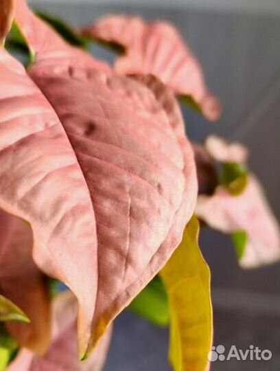 Сингониумы разные