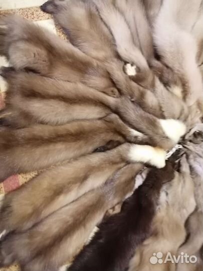 Шкуры куницы