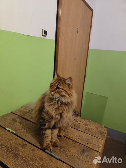 Котики в добрые руки