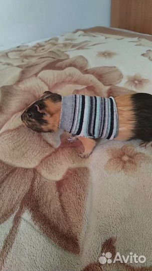 Морская свинка