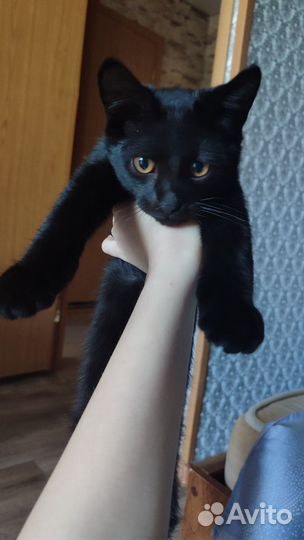 Чёрный котик
