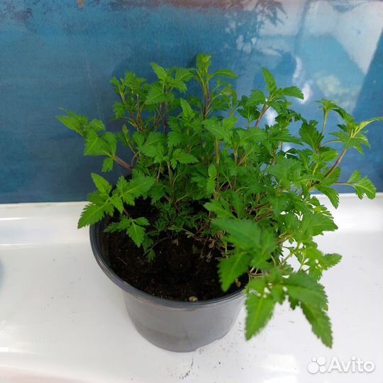 Черенки цветов