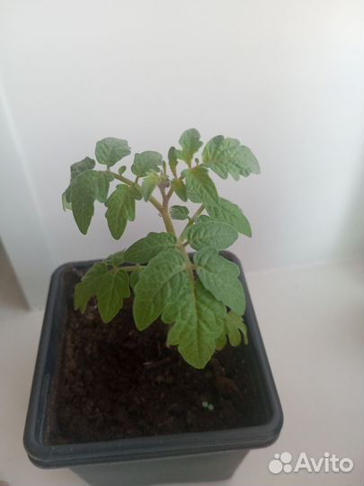 Рассада помидор