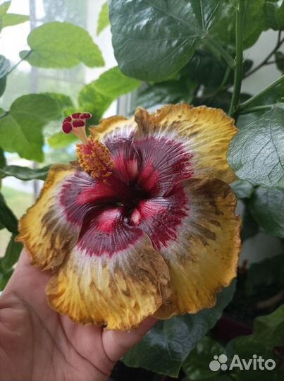 Срезы сортовых гибискусов