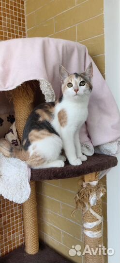 Кошечка в добрые руки