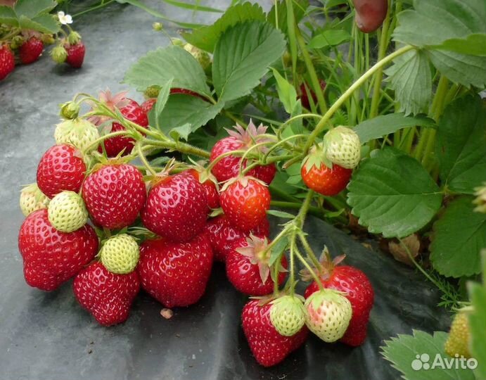 Земляника садовая (клубника). Ремонтантные сорта