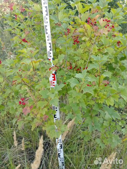 Саженцы калина обыкновенная