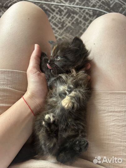 Отдам кошку в добрые руки, ходит на лоток