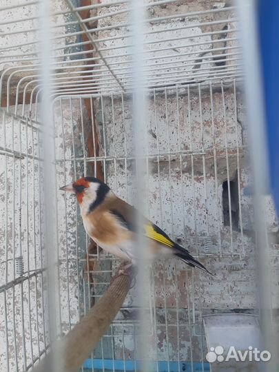 Птица щегол