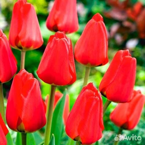 Тюльпан Фостери Кинг (5 луковиц) Holland Bulbs (Г