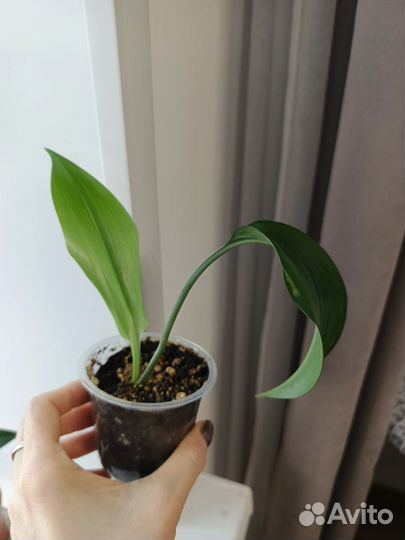 Комнатные растения