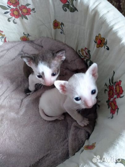 Котята корниш-рекс