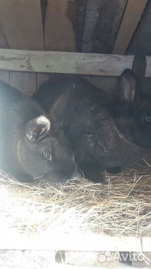 Кролики великаны