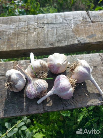 Чеснок