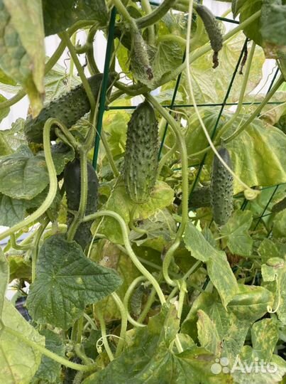 Шпалера для огурцов и вьющихся растений 120х80 см