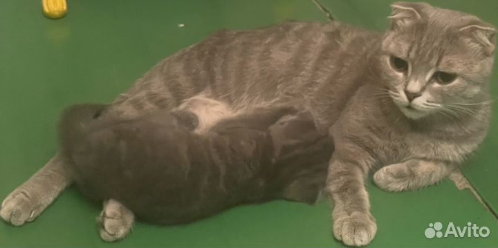 Британская вислоухая кошка