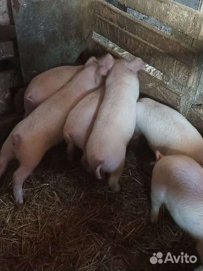 Поросята