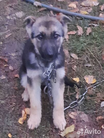 Немецкая овчарка