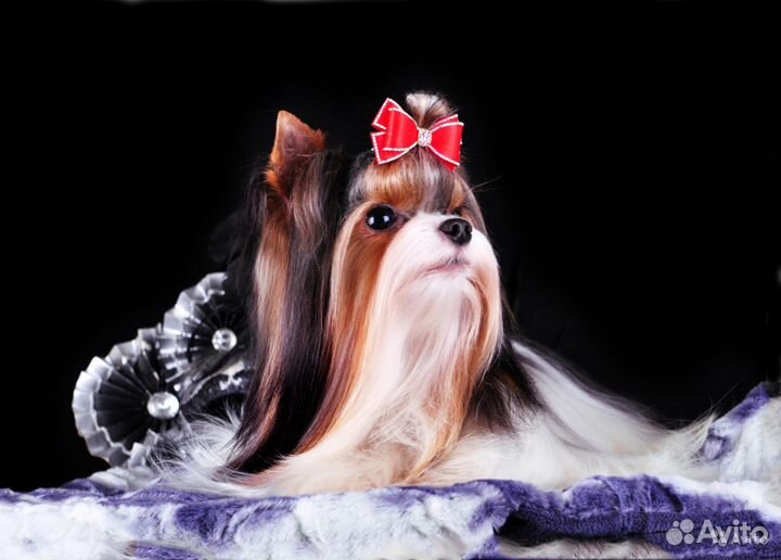 Мини Бивер шикарный кобель для вязки питомник РКФ