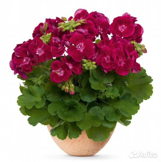 Пеларгония, герань