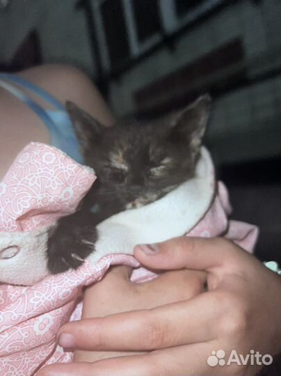 Кошка в дар