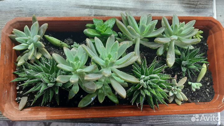 Суккуленты