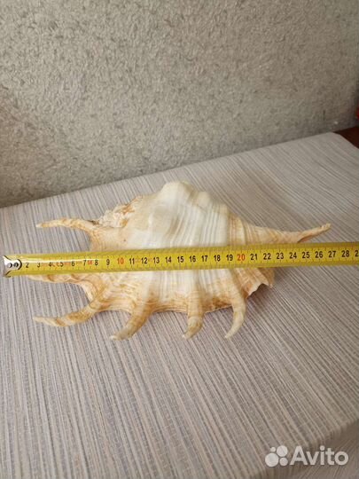 Большая морская раковина ракушка 29 см