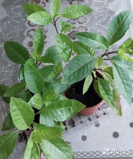 Джинура растение