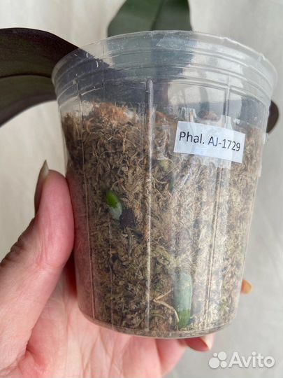 Орхидея Шоколад с круглой губой