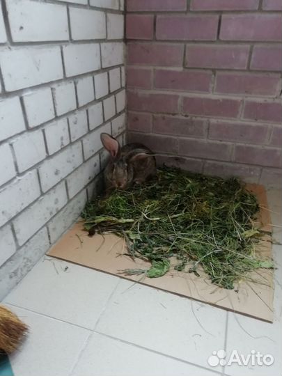 Кролики