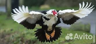 Индоутки несушки и утята