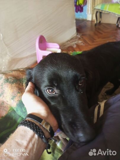 Отдам бесплатно