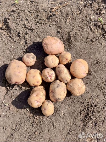 Продам картофель домашний