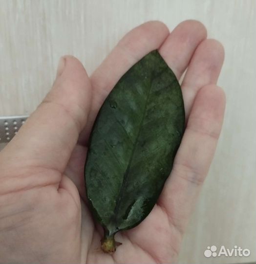 Замиокулькас равен и зензи, лист замиокулькаса