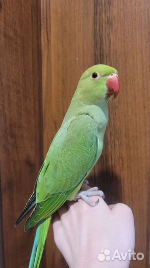 Ожереловый попугай