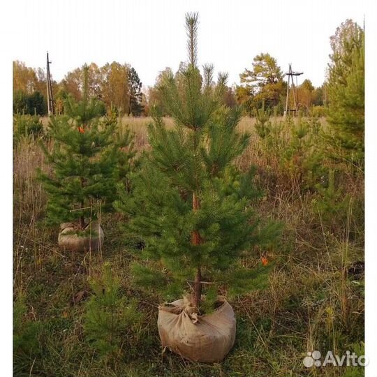 Саженцы: сосна, ель, пихта, кедр
