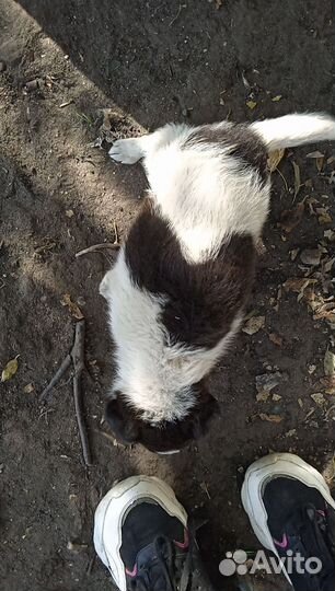 Отдам кутят