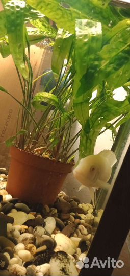 Снежный принц,самец