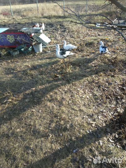 Индоутки живьём