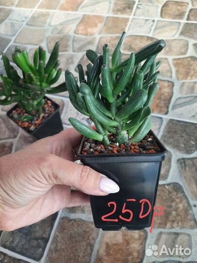 Крассула овата Голлум(Crassula ovata Gollum)