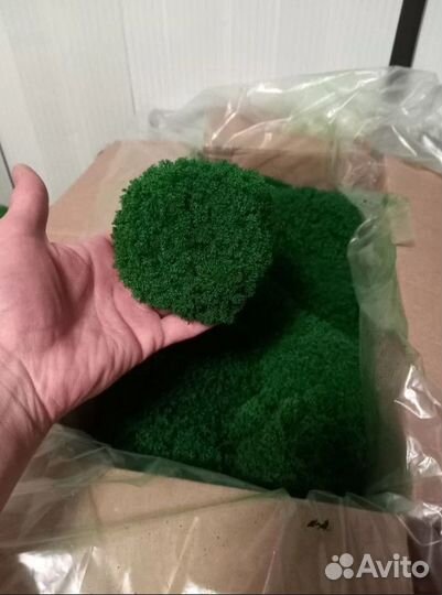 Стабилизированный мох для декора стен опт